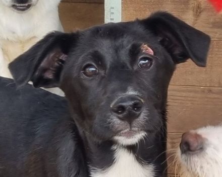 Albie, fröhlicher, aufgeschlossener Junghund sucht sein persönliches Körbchen, 8 Monate, 43 cm