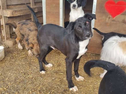 Albie, fröhlicher, aufgeschlossener Junghund sucht sein persönliches Körbchen, 8 Monate, 43 cm