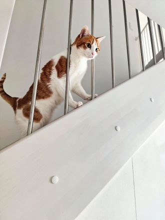 Katzenflüsterer im Raum Bad Kreuznach & Alzey