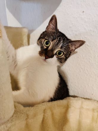 Katzenflüsterer im Raum Bad Kreuznach & Alzey