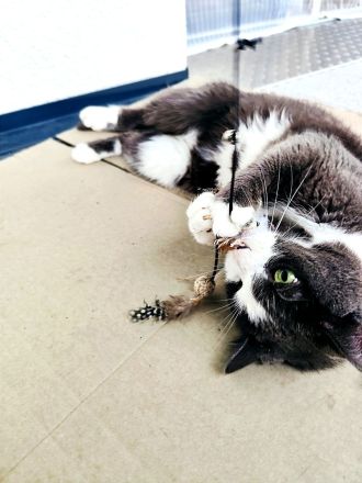 Katzenflüsterer im Raum Bad Kreuznach & Alzey