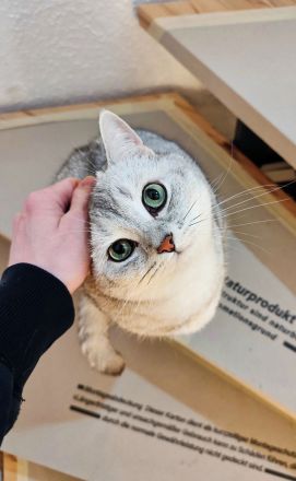 Katzenflüsterer im Raum Bad Kreuznach & Alzey