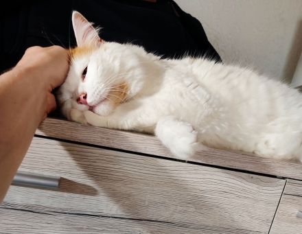 Katzenflüsterer im Raum Bad Kreuznach & Alzey