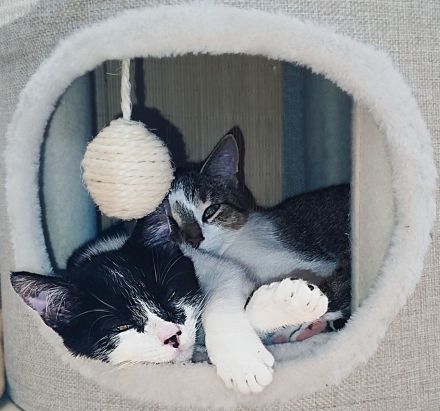 Katzenflüsterer im Raum Bad Kreuznach & Alzey