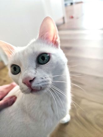 Katzenflüsterer im Raum Bad Kreuznach & Alzey