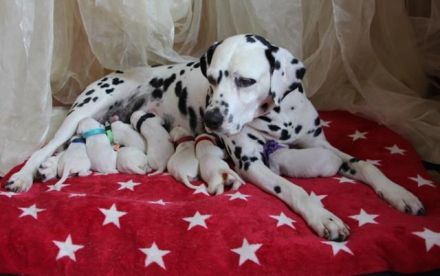 Dalmatiner Welpen aus liebevoller VDH Hobbyzucht am 19.05. geboren suchen ihre Familien