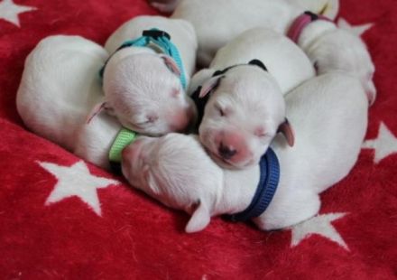 Dalmatiner Welpen aus liebevoller VDH Hobbyzucht am 19.05. geboren suchen ihre Familien