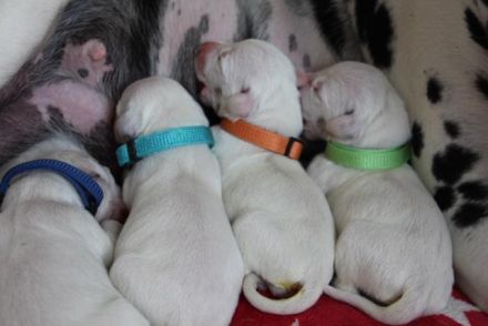 Dalmatiner Welpen aus liebevoller VDH Hobbyzucht am 19.05. geboren suchen ihre Familien