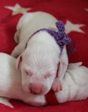 Dalmatiner Welpen aus liebevoller VDH Hobbyzucht am 19.05. geboren suchen ihre Familien