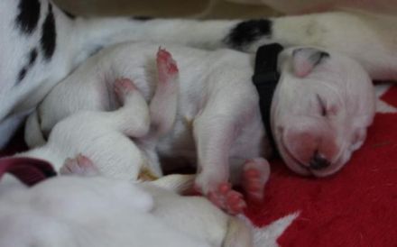 Dalmatiner Welpen aus liebevoller VDH Hobbyzucht am 19.05. geboren suchen ihre Familien