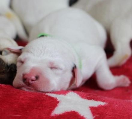 Dalmatiner Welpen aus liebevoller VDH Hobbyzucht am 19.05. geboren suchen ihre Familien