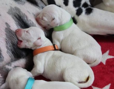 Dalmatiner Welpen aus liebevoller VDH Hobbyzucht am 19.05. geboren suchen ihre Familien