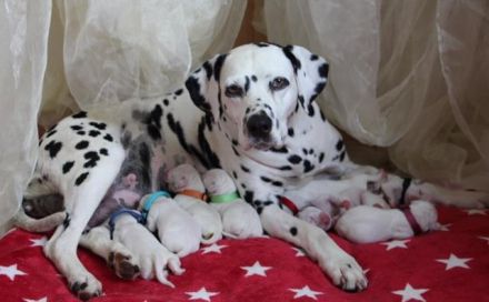 Dalmatiner Welpen aus liebevoller VDH Hobbyzucht am 19.05. geboren suchen ihre Familien