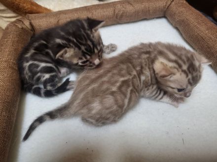 of Hill's Wild Pride