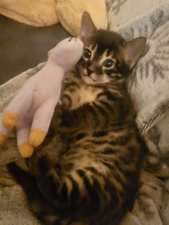 of Hill's Wild Pride