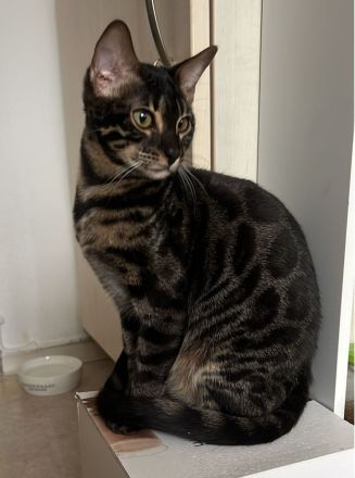 of Hill's Wild Pride