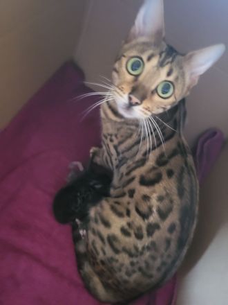 of Hill's Wild Pride