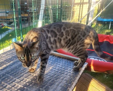 of Hill's Wild Pride