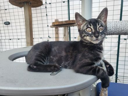 Außergewöhnliches Black Charcoal Bengal Kitten (w) mit Champion Vater - abgabebereit