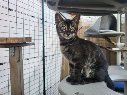 Außergewöhnliches Black Charcoal Bengal Kitten (w) mit Champion Vater - abgabebereit