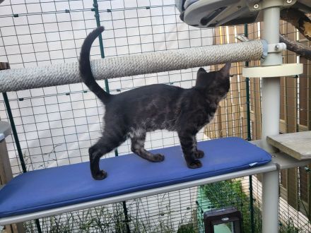 Außergewöhnliches Black Charcoal Bengal Kitten (w) mit Champion Vater - abgabebereit