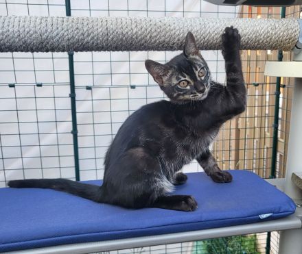 Außergewöhnliches Black Charcoal Bengal Kitten (w) mit Champion Vater - abgabebereit