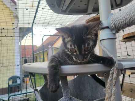 Außergewöhnliches Black Charcoal Bengal Kitten (w) mit Champion Vater - abgabebereit