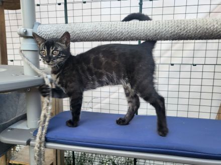 Außergewöhnliches Black Charcoal Bengal Kitten (w) mit Champion Vater - abgabebereit