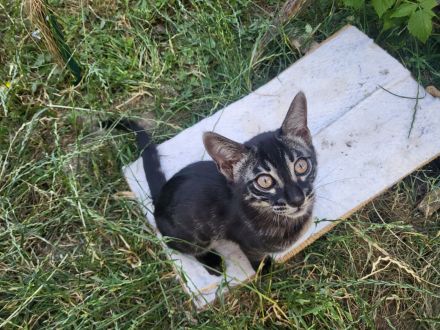 Außergewöhnliches Black Charcoal Bengal Kitten (w) mit Champion Vater - abgabebereit