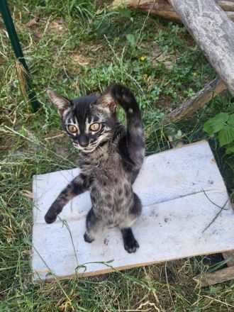 Außergewöhnliches Black Charcoal Bengal Kitten (w) mit Champion Vater - abgabebereit