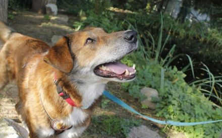 Marius ist ein Gute-Laune-Hund