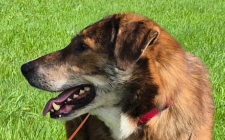 Marius ist ein Gute-Laune-Hund