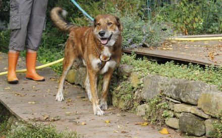 Marius ist ein Gute-Laune-Hund