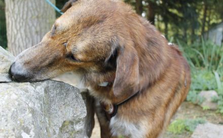 Marius ist ein Gute-Laune-Hund