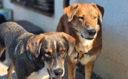 Marius ist ein Gute-Laune-Hund