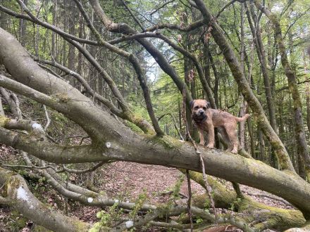 Border Terrier Deckrüde