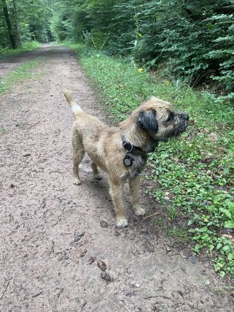 Border Terrier Deckrüde