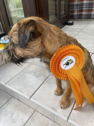 Border Terrier Deckrüde