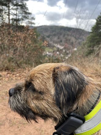 Border Terrier Deckrüde