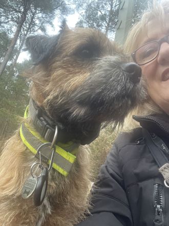 Border Terrier Deckrüde