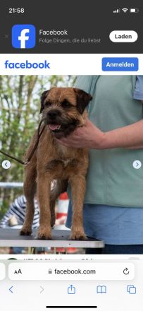 Border Terrier Deckrüde