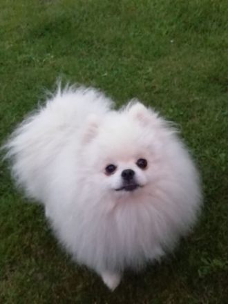 Reinrassige Pomeranian
