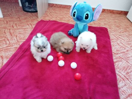 Reinrassige Pomeranian