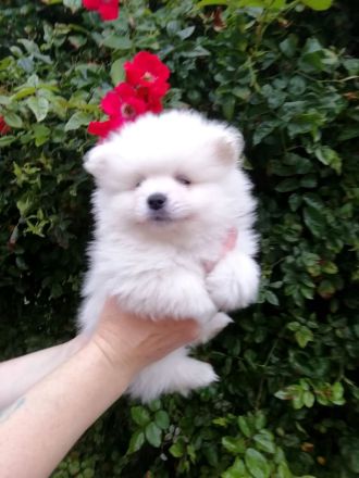 Reinrassige Pomeranian