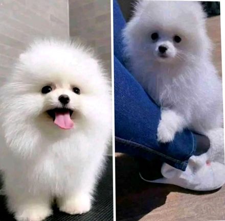 Reinrassige Pomeranian