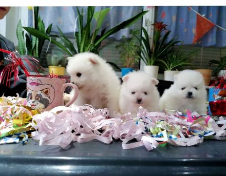 Reinrassige Pomeranian