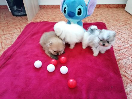 Reinrassige Pomeranian