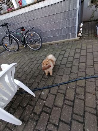 Reinrassige Pomeranian