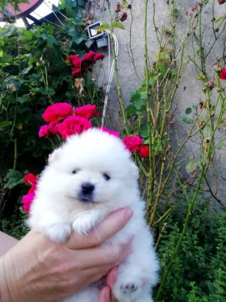 Reinrassige Pomeranian