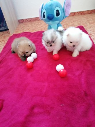 Reinrassige Pomeranian